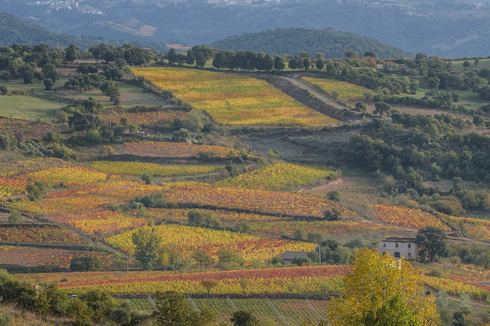 Longevitas Mandrolisai. La Sardegna è bella dentro. Ecomuseo del territorio