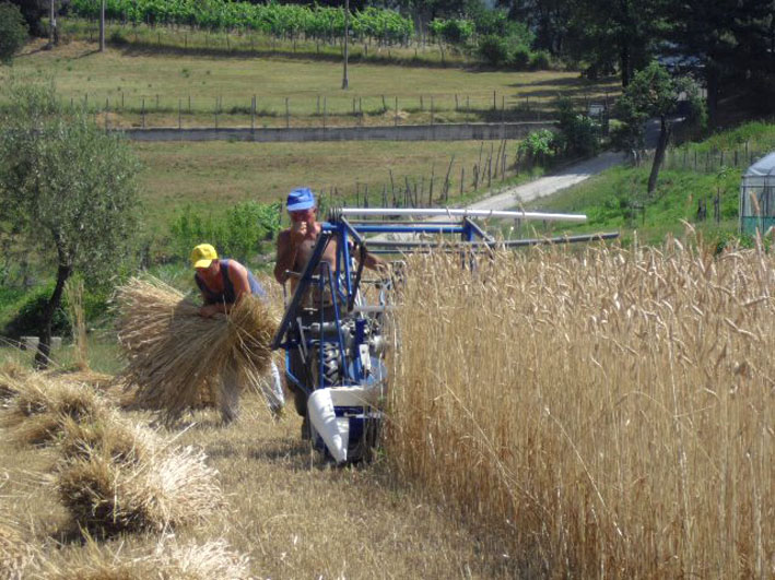 038_7ZHLV_COMUNE_ROCCHETTA_VARA