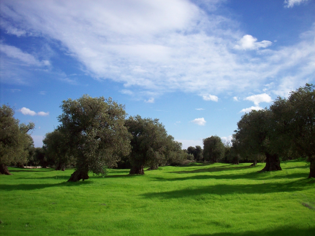 043_96T6A_PARCO_DUNE_COSTIERE