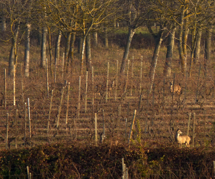 073_ZR71S_COMUNE_CALOSSO